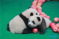 China's panda base reopens to public